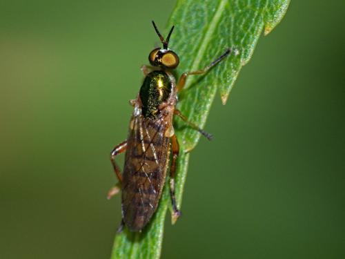 Chorisops tunisiae